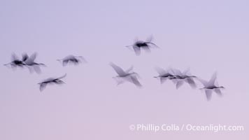 Snow geese, flying in syncrony through color twilight skies, wings blurred due to long time exposure, Chen caerulescens, Bosque del Apache National Wildlife Refuge, Socorro, New Mexico