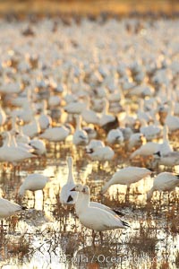 Snow geese resting, on a still pond in early morning light, in groups of several thousands, Chen caerulescens, Bosque del Apache National Wildlife Refuge, Socorro, New Mexico