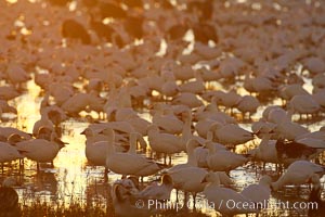 Snow geese resting, on a still pond in early morning light, in groups of several thousands, Chen caerulescens, Bosque del Apache National Wildlife Refuge, Socorro, New Mexico