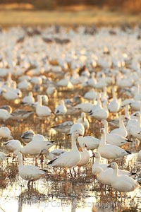 Snow geese resting, on a still pond in early morning light, in groups of several thousands, Chen caerulescens, Bosque del Apache National Wildlife Refuge, Socorro, New Mexico