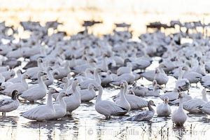Snow geese resting, on a still pond in early morning light, in groups of several thousands, Chen caerulescens, Bosque del Apache National Wildlife Refuge, Socorro, New Mexico