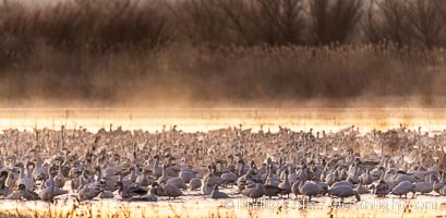 Snow geese resting, on a still pond in early morning light, in groups of several thousands, Chen caerulescens, Bosque del Apache National Wildlife Refuge, Socorro, New Mexico