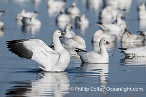Snow geese resting, on a still pond in early morning light, in groups of several thousands, Chen caerulescens, Bosque del Apache National Wildlife Refuge, Socorro, New Mexico