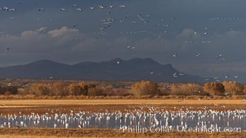 Snow geese and sandhill cranes, Chen caerulescens, Grus canadensis, Bosque Del Apache, Socorro, New Mexico