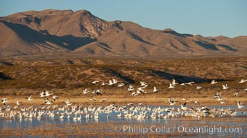 Snow geese and sandhill cranes, Chen caerulescens, Grus canadensis, Bosque Del Apache, Socorro, New Mexico