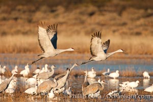 Snow geese and sandhill cranes, Chen caerulescens, Grus canadensis, Bosque Del Apache, Socorro, New Mexico