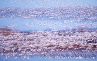 Snow geese at sunrise.  Thousands of wintering snow geese take to the sky in predawn light in Bosque del Apache's famous "blast off".  The flock can be as large as 20,000 geese or more.  Long time exposure creates blurring among the geese, Chen caerulescens, Bosque del Apache National Wildlife Refuge, Socorro, New Mexico