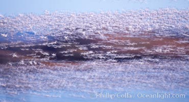 Snow geese at sunrise.  Thousands of wintering snow geese take to the sky in predawn light in Bosque del Apache's famous 