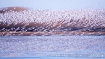 Snow geese at sunrise.  Thousands of wintering snow geese take to the sky in predawn light in Bosque del Apache's famous "blast off".  The flock can be as large as 20,000 geese or more.  Long time exposure creates blurring among the geese, Chen caerulescens, Bosque del Apache National Wildlife Refuge, Socorro, New Mexico