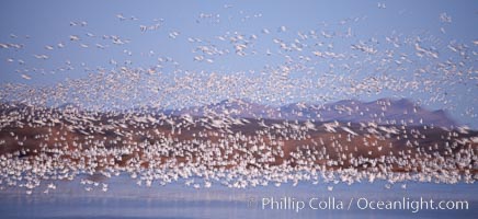 Snow geese at sunrise.  Thousands of wintering snow geese take to the sky in predawn light in Bosque del Apache's famous "blast off".  The flock can be as large as 20,000 geese or more.  Long time exposure creates blurring among the geese, Chen caerulescens, Bosque del Apache National Wildlife Refuge, Socorro, New Mexico