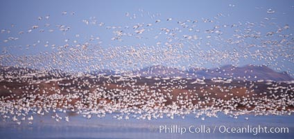 Snow geese at sunrise.  Thousands of wintering snow geese take to the sky in predawn light in Bosque del Apache's famous "blast off".  The flock can be as large as 20,000 geese or more.  Long time exposure creates blurring among the geese, Chen caerulescens, Bosque del Apache National Wildlife Refuge, Socorro, New Mexico