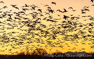 Snow geese fly in huge numbers at sunrise. Thousands of wintering snow geese take to the sky in predawn light in Bosque del Apache's famous "blast off". The flock can be as large as 20,000 geese or more, Chen caerulescens, Bosque del Apache National Wildlife Refuge, Socorro, New Mexico