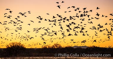 Snow geese fly in huge numbers at sunrise. Thousands of wintering snow geese take to the sky in predawn light in Bosque del Apache's famous "blast off". The flock can be as large as 20,000 geese or more, Chen caerulescens, Bosque del Apache National Wildlife Refuge, Socorro, New Mexico