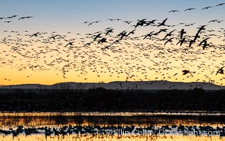 Snow geese fly in huge numbers at sunrise. Thousands of wintering snow geese take to the sky in predawn light in Bosque del Apache's famous "blast off". The flock can be as large as 20,000 geese or more, Chen caerulescens, Bosque del Apache National Wildlife Refuge, Socorro, New Mexico