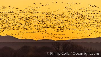 Snow geese fly in huge numbers at sunrise. Thousands of wintering snow geese take to the sky in predawn light in Bosque del Apache's famous "blast off". The flock can be as large as 20,000 geese or more, Chen caerulescens, Bosque del Apache National Wildlife Refuge, Socorro, New Mexico