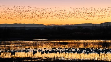 Snow geese fly in huge numbers at sunrise. Thousands of wintering snow geese take to the sky in predawn light in Bosque del Apache's famous "blast off". The flock can be as large as 20,000 geese or more, Chen caerulescens, Bosque del Apache National Wildlife Refuge, Socorro, New Mexico