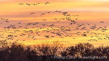 Snow geese fly in huge numbers at sunrise. Thousands of wintering snow geese take to the sky in predawn light in Bosque del Apache's famous "blast off". The flock can be as large as 20,000 geese or more, Chen caerulescens, Bosque del Apache National Wildlife Refuge, Socorro, New Mexico