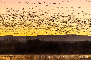 Snow geese fly in huge numbers at sunrise. Thousands of wintering snow geese take to the sky in predawn light in Bosque del Apache's famous "blast off". The flock can be as large as 20,000 geese or more, Chen caerulescens, Bosque del Apache National Wildlife Refuge, Socorro, New Mexico