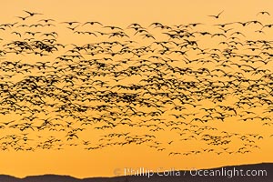 Snow geese fly in huge numbers at sunrise. Thousands of wintering snow geese take to the sky in predawn light in Bosque del Apache's famous "blast off". The flock can be as large as 20,000 geese or more, Chen caerulescens, Bosque del Apache National Wildlife Refuge, Socorro, New Mexico