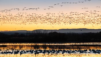 Snow geese fly in huge numbers at sunrise. Thousands of wintering snow geese take to the sky in predawn light in Bosque del Apache's famous "blast off". The flock can be as large as 20,000 geese or more, Chen caerulescens, Bosque del Apache National Wildlife Refuge, Socorro, New Mexico