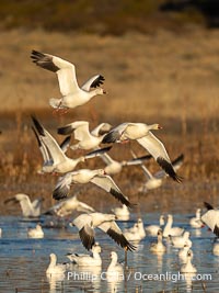 Snow Geese Take Flight at Sunrise, Bosque del Apache NWR, Chen caerulescens, Bosque del Apache National Wildlife Refuge, Socorro, New Mexico