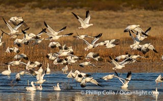Snow Geese Take Flight at Sunrise, Bosque del Apache NWR, Chen caerulescens, Bosque del Apache National Wildlife Refuge, Socorro, New Mexico