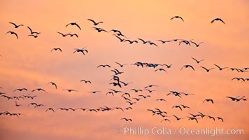 Flocks of geese at sunrise, in flight, Chen caerulescens, Bosque del Apache National Wildlife Refuge, Socorro, New Mexico