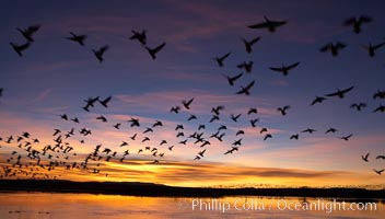 Snow geese at dawn.  Snow geese often "blast off" just before or after dawn, leaving the ponds where they rest for the night to forage elsewhere during the day, Chen caerulescens, Bosque del Apache National Wildlife Refuge, Socorro, New Mexico