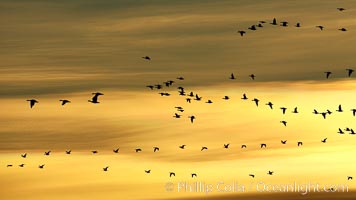 Skeins of snow geese in flight, golden sunrise light, Chen caerulescens, Bosque del Apache National Wildlife Refuge, Socorro, New Mexico