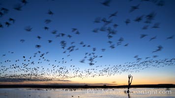 Snow geese at dawn.  Snow geese often "blast off" just before or after dawn, leaving the ponds where they rest for the night to forage elsewhere during the day, Chen caerulescens, Bosque del Apache National Wildlife Refuge, Socorro, New Mexico