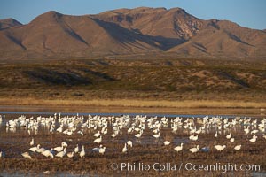 Snow geese gather to rest and preen, Chen caerulescens, Bosque del Apache National Wildlife Refuge, Socorro, New Mexico