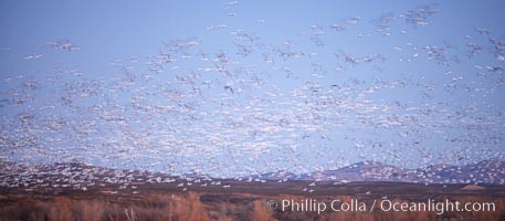 Snow geese at dawn.  Thousands of snow geese fly over the brown hills of Bosque del Apache National Wildlife Refuge.  In the dim predawn light, the geese appear as streaks in the sky, Chen caerulescens, Socorro, New Mexico