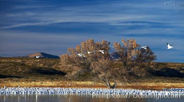 Snow geese and one of the "crane pools" in the northern part of Bosque del Apache NWR, Chen caerulescens, Bosque del Apache National Wildlife Refuge, Socorro, New Mexico