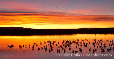 Snow geese at dawn.  Snow geese rest beneath richly colored predawn skies on the main impoundment pond at Bosque del Apache National Wildlife Refuge.  They will lift off by the thousands at sunrise, Chen caerulescens, Socorro, New Mexico
