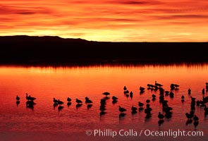 Snow geese rest on a still pond in rich orange and yellow sunrise light.  These geese have spent their night's rest on the main empoundment and will leave around sunrise to feed in nearby corn fields, Chen caerulescens, Bosque del Apache National Wildlife Refuge, Socorro, New Mexico