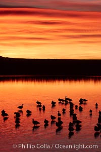 Snow geese rest on a still pond in rich orange and yellow sunrise light.  These geese have spent their night's rest on the main empoundment and will leave around sunrise to feed in nearby corn fields, Chen caerulescens, Bosque del Apache National Wildlife Refuge, Socorro, New Mexico