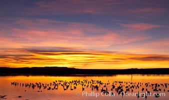 Snow geese at dawn.  Snow geese rest beneath richly colored predawn skies on the main impoundment pond at Bosque del Apache National Wildlife Refuge.  They will lift off by the thousands at sunrise, Chen caerulescens, Socorro, New Mexico