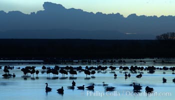 Snow geese, resting on the calm water of the main empoundment at Bosque del Apache NWR in predawn light, Chen caerulescens, Bosque del Apache National Wildlife Refuge, Socorro, New Mexico