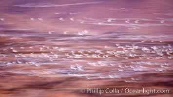 Snow geese at dawn.  Thousands of snow geese fly over the brown hills of Bosque del Apache National Wildlife Refuge.  In the dim predawn light, the geese appear as streaks in the sky, Chen caerulescens, Socorro, New Mexico