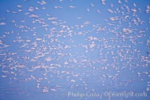 Snow geese flying in a vast skein.  Thousands of snow geese fly in predawn light, blurred due to time exposure, Chen caerulescens, Bosque del Apache National Wildlife Refuge, Socorro, New Mexico