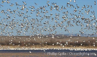 Snow geese lift off by the thousands, taking flight over Bosque del Apache NWR, Chen caerulescens, Bosque del Apache National Wildlife Refuge, Socorro, New Mexico