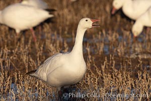 Snow goose standing in marsh grass, Chen caerulescens, Bosque del Apache National Wildlife Refuge, Socorro, New Mexico