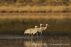 Sandhill cranes, Chen caerulescens, Bosque del Apache National Wildlife Refuge, Socorro, New Mexico