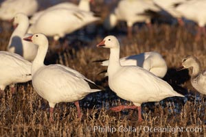 Snow geese, Chen caerulescens, Bosque del Apache National Wildlife Refuge, Socorro, New Mexico