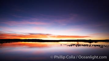 Sunrise over Bosque del Apache.  Rich predawn colors are reflected in the main impoundment pond in the refuge.  Snow geese are seen resting on the water, Chen caerulescens, Bosque del Apache National Wildlife Refuge, Socorro, New Mexico