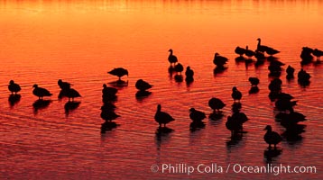 Snow geese rest on a still pond in rich orange and yellow sunrise light.  These geese have spent their night's rest on the main empoundment and will leave around sunrise to feed in nearby corn fields, Chen caerulescens, Bosque del Apache National Wildlife Refuge, Socorro, New Mexico