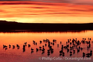 Snow geese rest on a still pond in rich orange and yellow sunrise light.  These geese have spent their night's rest on the main empoundment and will leave around sunrise to feed in nearby corn fields, Chen caerulescens, Bosque del Apache National Wildlife Refuge, Socorro, New Mexico