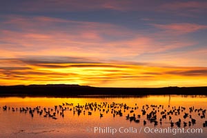 Snow geese at dawn.  Snow geese rest beneath richly colored predawn skies on the main impoundment pond at Bosque del Apache National Wildlife Refuge.  They will lift off by the thousands at sunrise, Chen caerulescens, Socorro, New Mexico