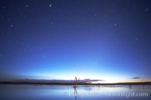 Star trails at dawn.  Stars are blurred into lines in this time exposure in pre-dawn light at the main impoundment pond, Bosque del Apache National Wildlife Refuge.  A group of snow geese can be seen resting on the water, Chen caerulescens, Socorro, New Mexico