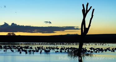 Snow geese, resting on the calm water of the main empoundment at Bosque del Apache NWR in predawn light, Chen caerulescens, Bosque del Apache National Wildlife Refuge, Socorro, New Mexico